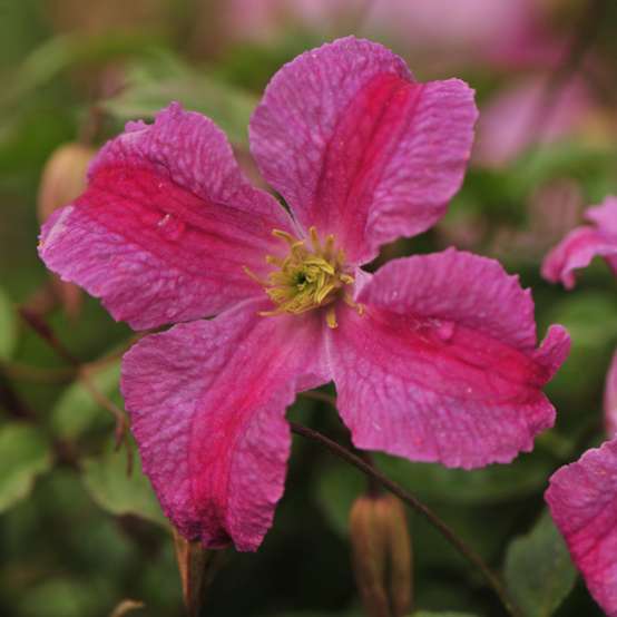 Close up of pink on pink Pink Mink Clematis blooms